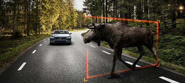 Detectare animale mari Volvo Detectare animale mari Volvo